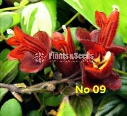  Lipstick Flower(ලිප්ස්ටික් මල් පැල)