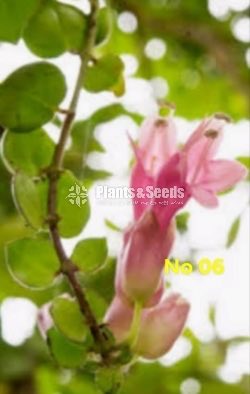  Lipstick Flower(ලිප්ස්ටික් මල් පැල)