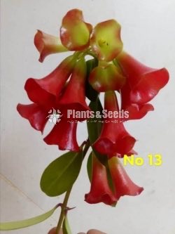  Lipstick Flower(ලිප්ස්ටික් මල් පැල)