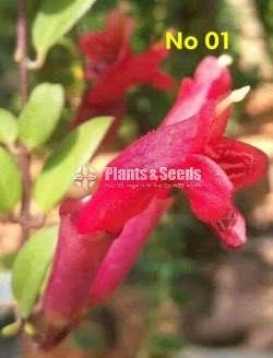  Lipstick Flower(ලිප්ස්ටික් මල් පැල)