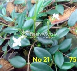  Lipstick Flower(ලිප්ස්ටික් මල් පැල)