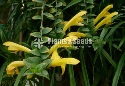  Lipstick Flower(ලිප්ස්ටික් මල් පැල)