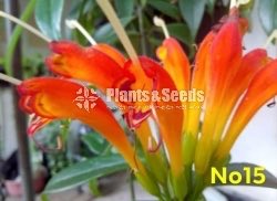  Lipstick Flower(ලිප්ස්ටික් මල් පැල)