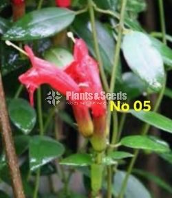  Lipstick Flower(ලිප්ස්ටික් මල් පැල)