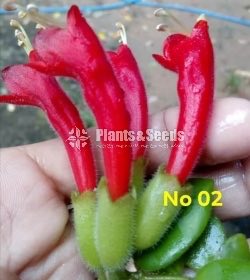  Lipstick Flower(ලිප්ස්ටික් මල් පැල)