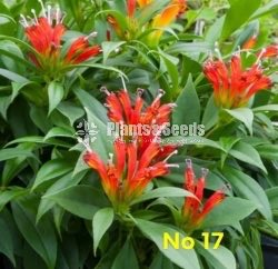  Lipstick Flower(ලිප්ස්ටික් මල් පැල)