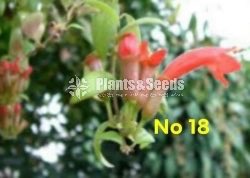  Lipstick Flower(ලිප්ස්ටික් මල් පැල)