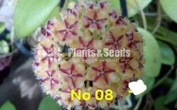 Hoya Plants