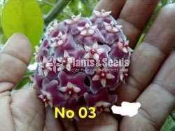 Hoya Plants