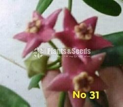 Hoya Plants