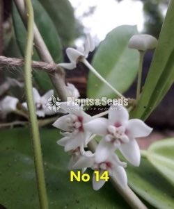 Hoya Plants