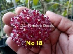 Hoya Plants