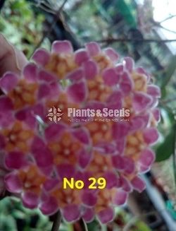Hoya Plants
