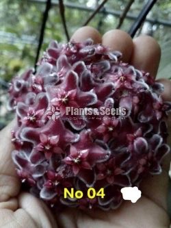 Hoya Plants