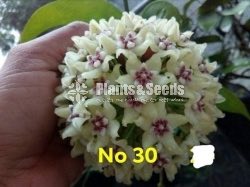 Hoya Plants