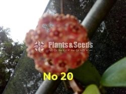Hoya Plants
