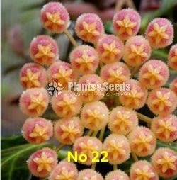 Hoya Plants