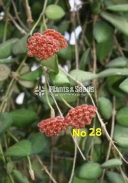 Hoya Plants