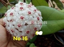 Hoya Plants
