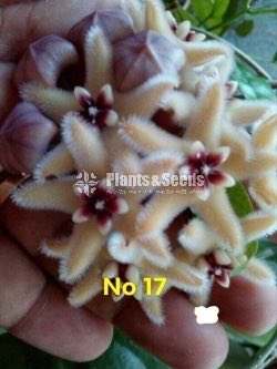 Hoya Plants