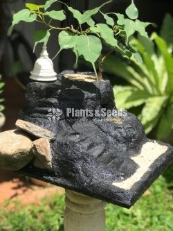 බෝ ගස (Boo Tree)