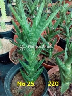 Cactus and Succulents Plants