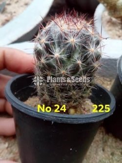 Cactus and Succulents Plants