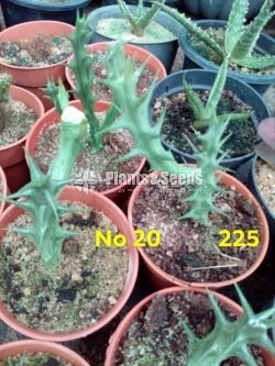 Cactus and Succulents Plants