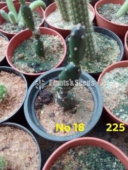 Cactus and Succulents Plants