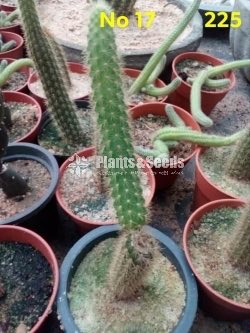 Cactus and Succulents Plants