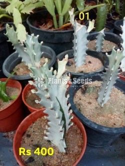 Cactus and Succulents Plants