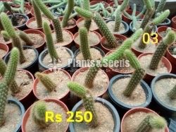 Cactus and Succulents Plants
