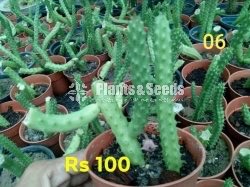 Cactus and Succulents Plants