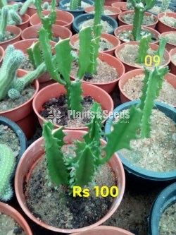 Cactus and Succulents Plants