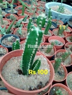 Cactus and Succulents Plants