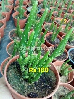 Cactus and Succulents Plants