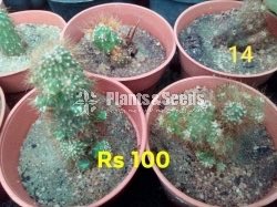 Cactus and Succulents Plants