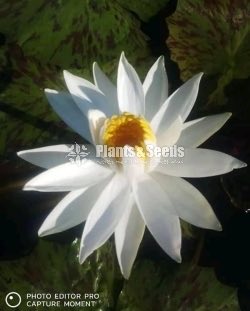 Sudu Olu saha Kaha Manel (සුදු ඕලු හා කහ මානෙල් )