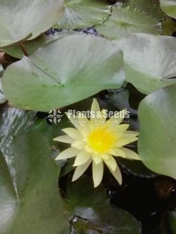 Sudu Olu saha Kaha Manel (සුදු ඕලු හා කහ මානෙල් )
