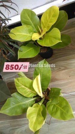 Philodendron moonlight