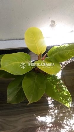 Philodendron moonlight