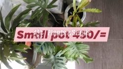 Philodendron 