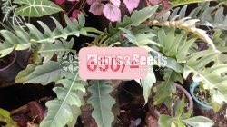 Philodendron 
