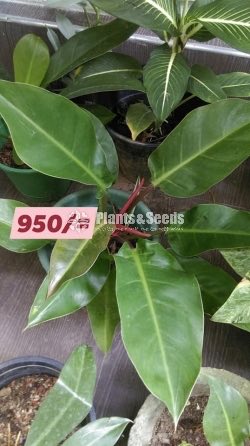 Philodendron 