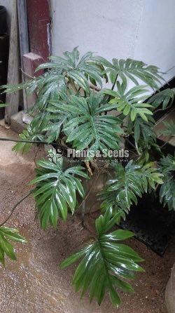 Philodendron 