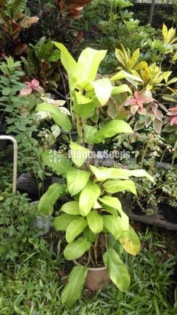 Philodendron 