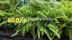 Ferns