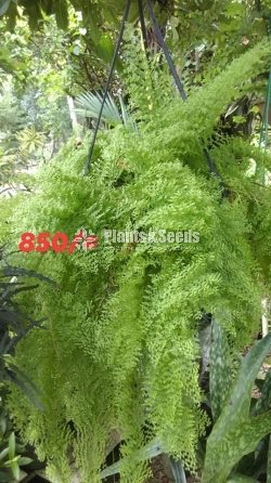 Ferns