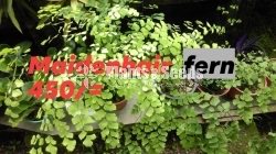 Ferns
