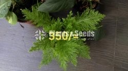 Ferns